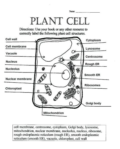 cells alive plant cell worksheet answers